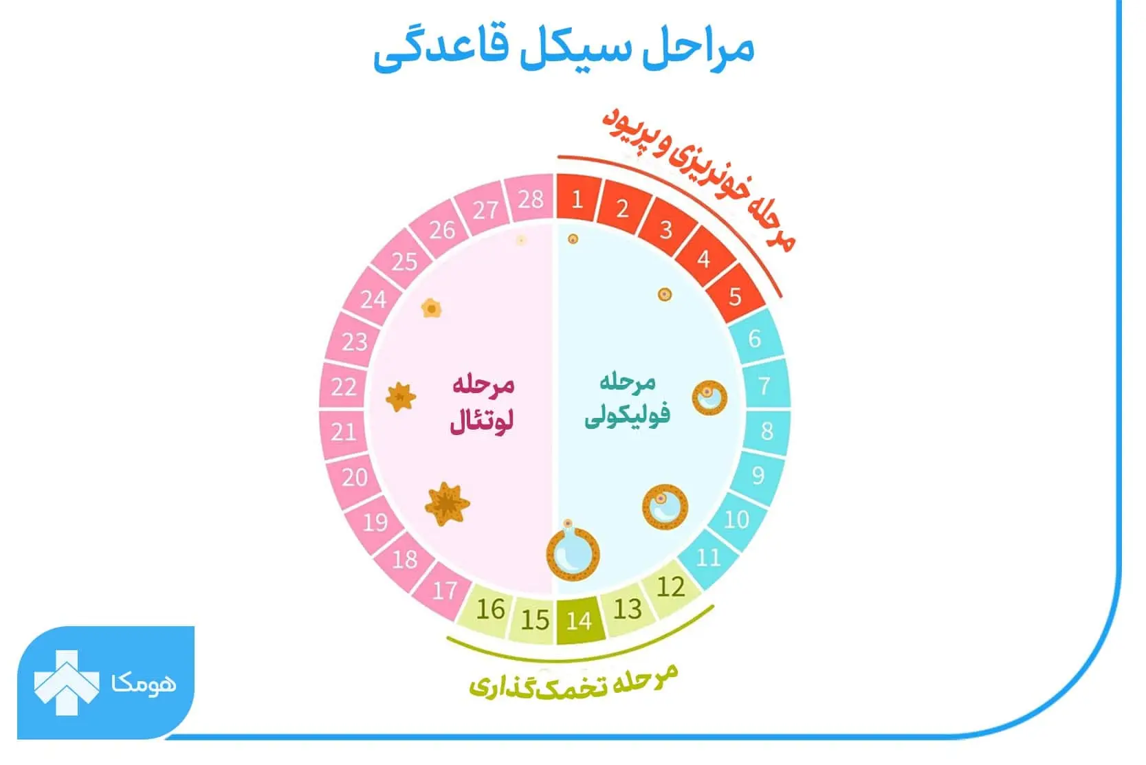 قاعدگی چیست؟ + همه چیز در مورد قاعدگی | مجله هومکا